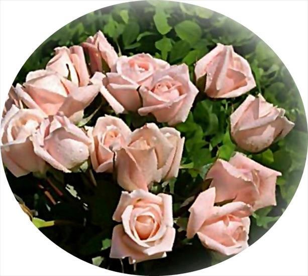 bukiety 5 - pink_roses-dsc09092-a2-crop.jpg
